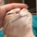 :happycat: :happycat: