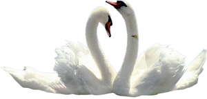 :swanlovewhite: